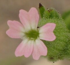Silene coniflora Flower